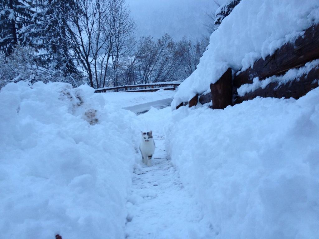 La Lince Lodge Camporosso  Buitenkant foto